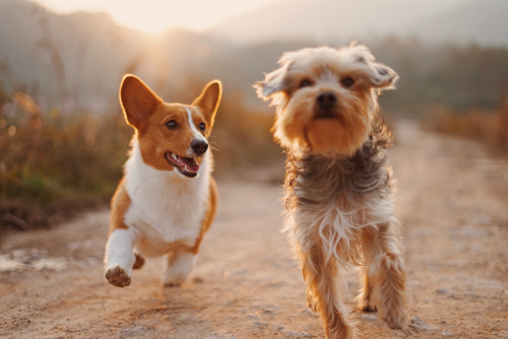 Charcoal pet odor removal sale