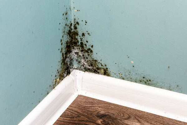 Do Air Purifiers Help Remove or Reduce Mold in Your Home?